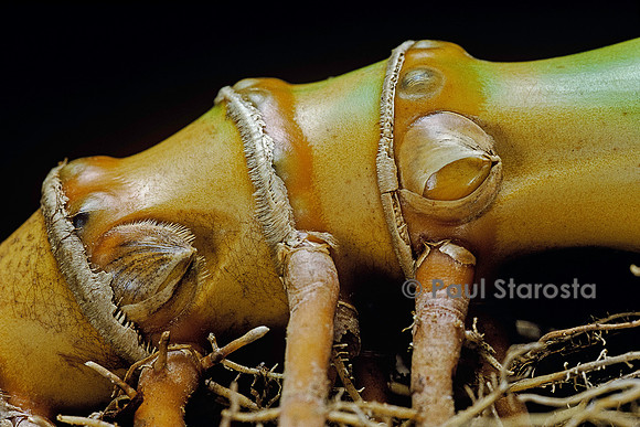 Phyllostachys aurea (bambou) - bourgeons sur rhizome