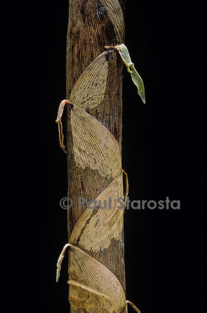 Phyllostachys aurea (bambou) - détail d'une pousse