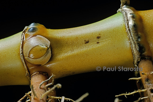 Phyllostachys aurea (bambou) - œil sur rhizome
