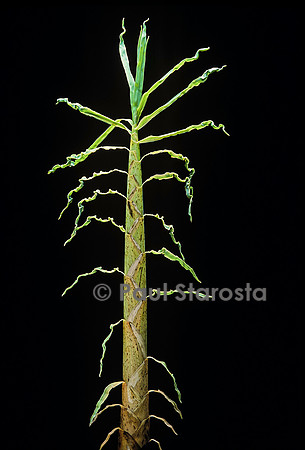 Phyllostachys aurea (bambou) - pousse