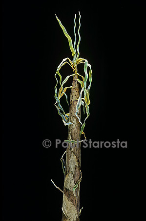 Phyllostachys aurea (bambou) - pousse