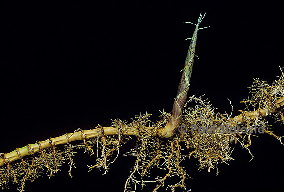 Phyllostachys aurea (bambou) - pousse sur rhizome