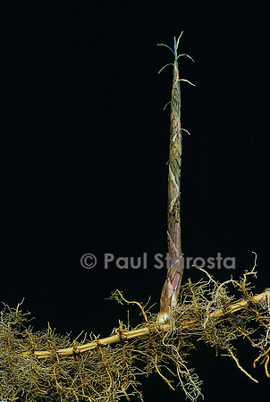 Phyllostachys aurea (bambou) - pousse sur rhizome