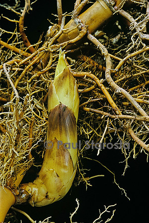 Phyllostachys aurea (bambou) - très jeune pousse