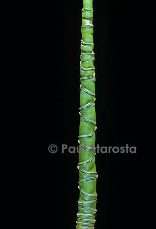 Phyllostachys aurea (bambou)