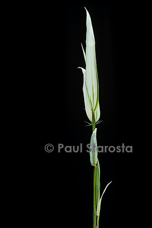 Phyllostachys aurea cv. Albovariegata (bambou)