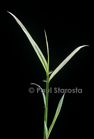 Phyllostachys aurea cv. Albovariegata (bambou)