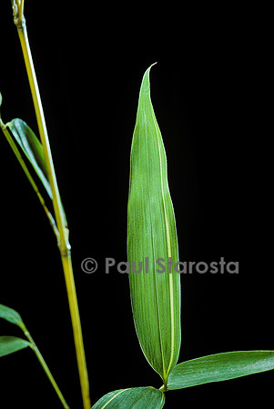 Phyllostachys aurea cv. Holochrysa (bambou) - feuille