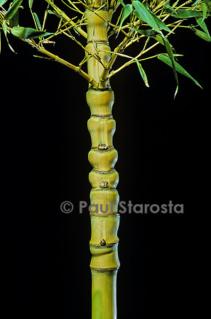 Phyllostachys aurea cv. Holochrysa (bambou)