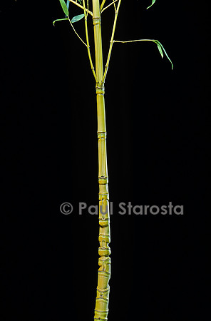 Phyllostachys aurea cv. Holochrysa (bambou)
