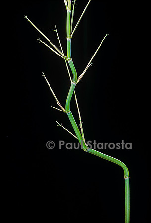 Phyllostachys aureosulcata (bambou) - jeune chaume