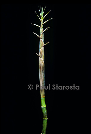Phyllostachys aureosulcata (bambou) - pousse