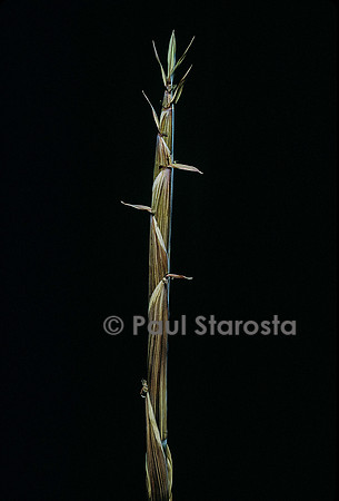 Phyllostachys aureosulcata (bambou) - pousse