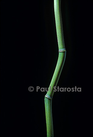 Phyllostachys aureosulcata (bambou)