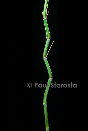 Phyllostachys aureosulcata (bambou)