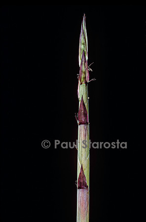Phyllostachys aureosulcata cv. Aureocaulis (bambou) - pousse