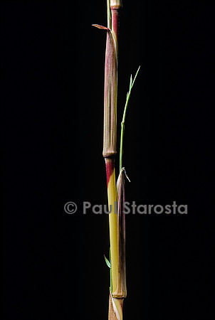 Phyllostachys aureosulcata cv. Aureocaulis (bambou) - pousse