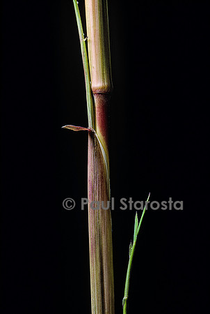 Phyllostachys aureosulcata cv. Aureocaulis (bambou) - pousse
