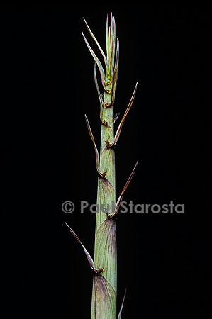Phyllostachys aureosulcata cv. Aureocaulis (bambou) - pousse
