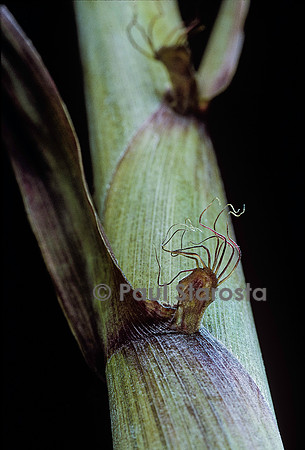 Phyllostachys aureosulcata cv. Spectabilis (bambou) - oreillette de la gaine
