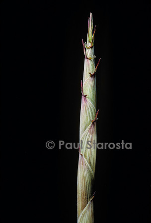 Phyllostachys aureosulcata cv. Spectabilis (bambou) - pousse