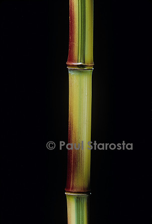 Phyllostachys aureosulcata cv. Spectabilis (bambou)