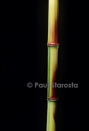 Phyllostachys aureosulcata cv. Spectabilis (bambou)