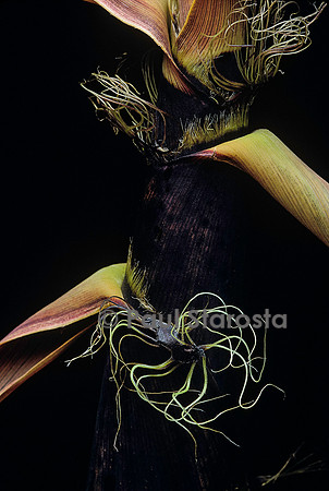 Phyllostachys bambusoides (bambou) - détail de la pousse