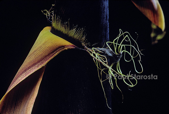 Phyllostachys bambusoides (bambou) - détail de la pousse