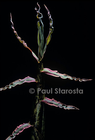 Phyllostachys bambusoides cv. Holochrysa (bambou) - feuille