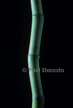 Phyllostachys bambusoides (bambou)