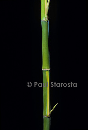 Phyllostachys bambusoides cv. Castillioni-inversa (bambou)