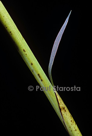 Phyllostachys bambusoides cv. Castillioni-inversa (bambou)