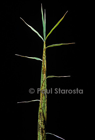 Phyllostachys bambusoides cv. Castilloni (bambou) - pousse