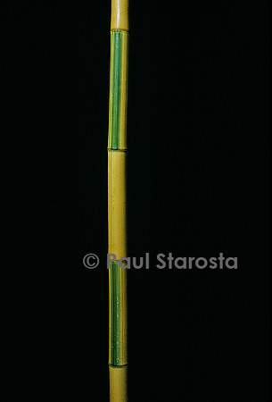 Phyllostachys bambusoides cv. Castilloni (bambou)