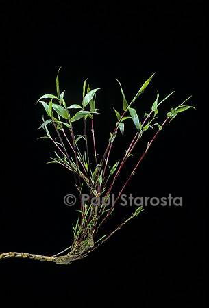 Phyllostachys bambusoides cv. Castilloni (bambou)