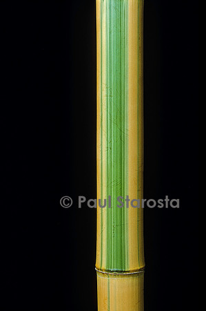 Phyllostachys bambusoides cv. Castilloni