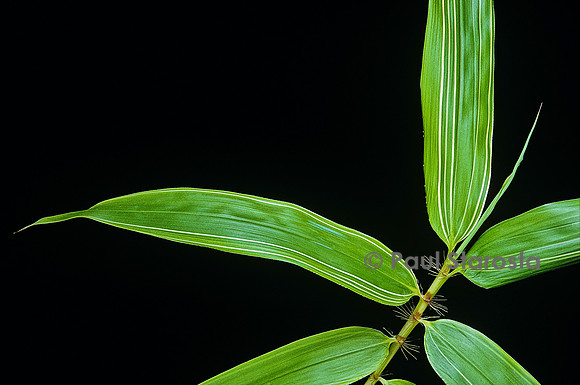 Phyllostachys bambusoides cv. Holochrysa (bambou) - feuille