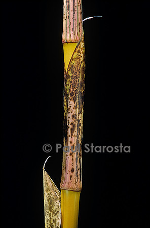 Phyllostachys bambusoides cv. Holochrysa (bambou) - pousse