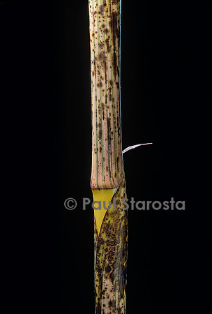 Phyllostachys bambusoides cv. Holochrysa (bambou) - pousse