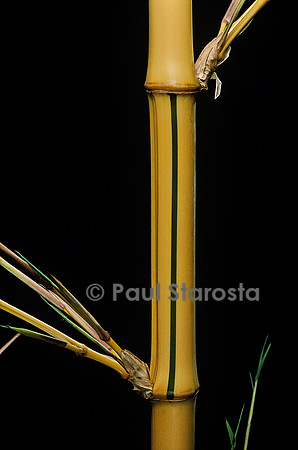 Phyllostachys bambusoides cv. Holochrysa (bambou)
