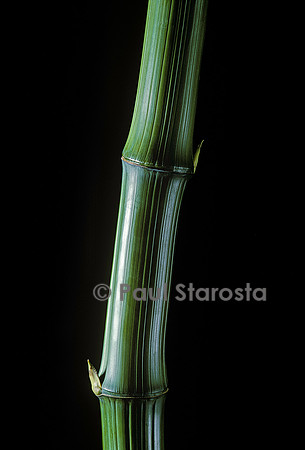 Phyllostachys bambusoides cv. Marliacea (bambou)