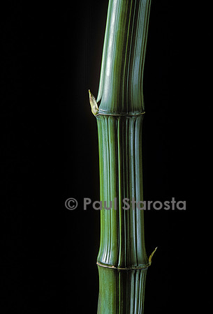 Phyllostachys bambusoides cv. Marliacea (bambou)