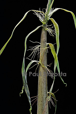 Phyllostachys sp. (bambou) - pousse