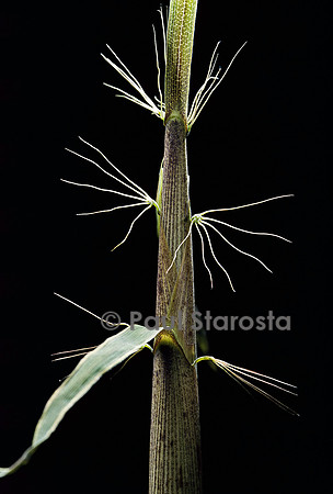 Phyllostachys sp. (bambou) - pousse