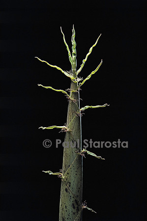 Phyllostachys viridiglaucescens (bambou) - pousse