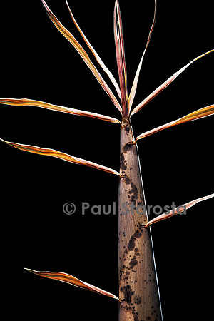Phyllostachys viridis (bambou) - pousse