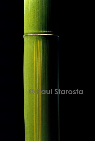 Phyllostachys viridis cv. Houzeau (bambou)