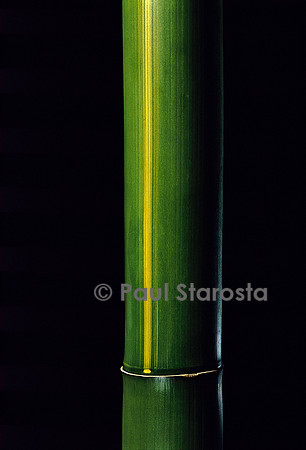 Phyllostachys viridis cv. Houzeau (bambou)