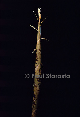 Phyllostachys viridis cv. mitis(bambou) - pousse